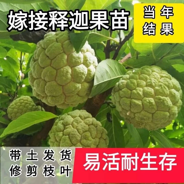 释迦果苗台湾凤梨释迦番荔枝佛陀苗种植释迦树苗带土庭院广东发货