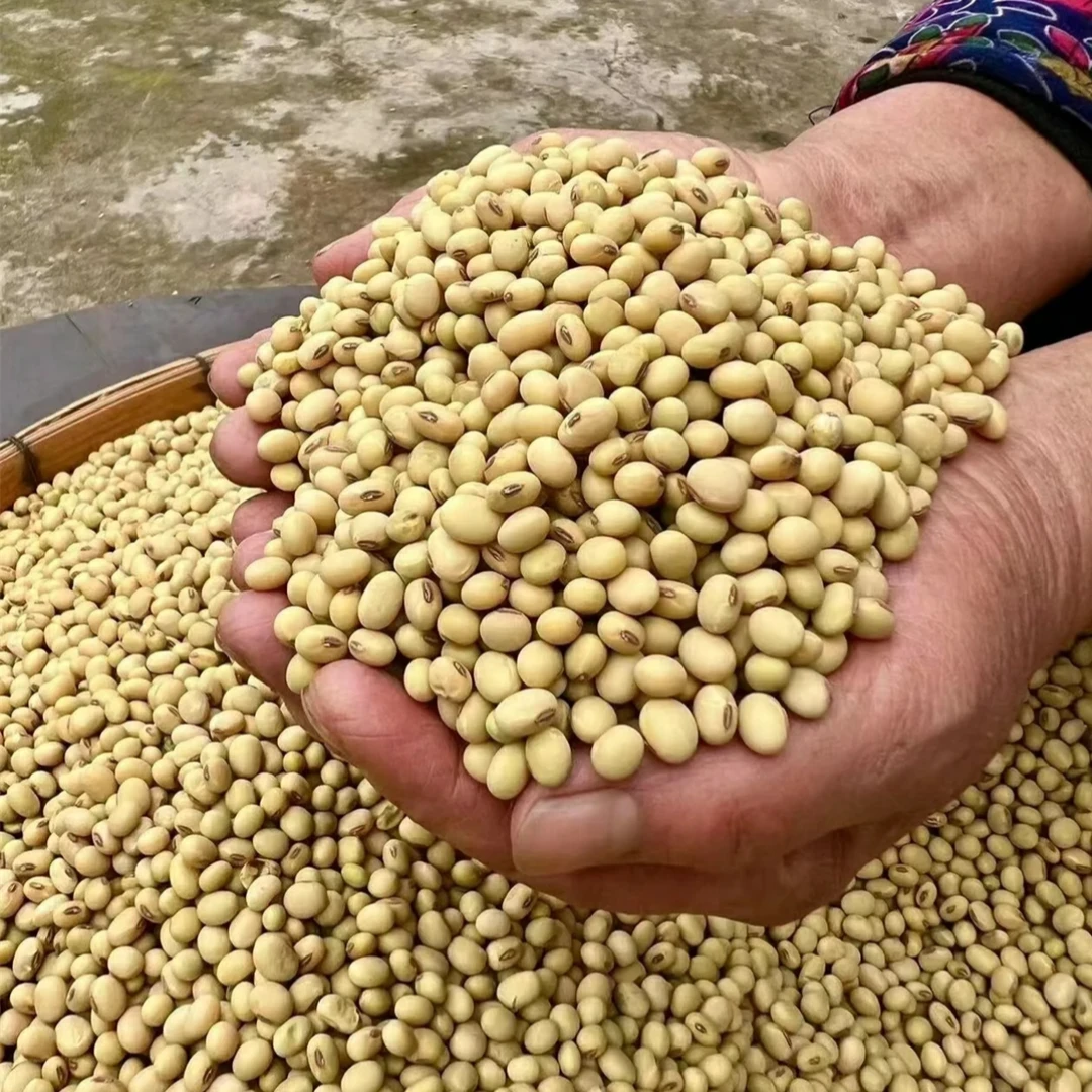 【乡村四哥】大别山农家自种本地非转基因小黄豆老黄豆五谷杂粮