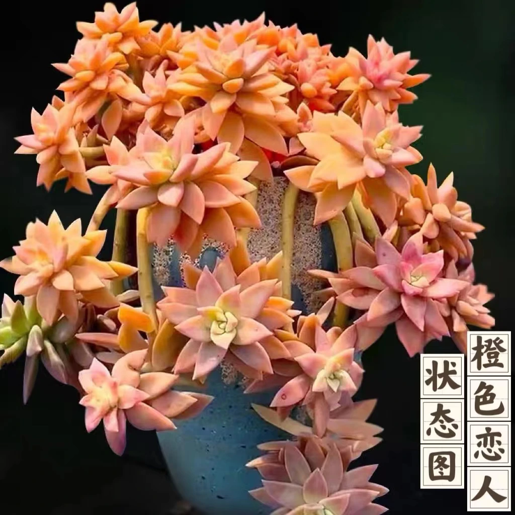 云漫多肉  地栽橙色恋人22-25cm