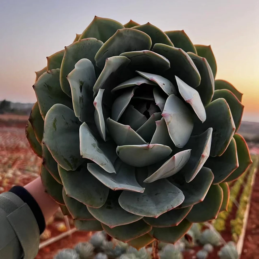 云漫多肉  地栽美版蓝 18-20cm 葡萄架地块（晾根3-5天发货）