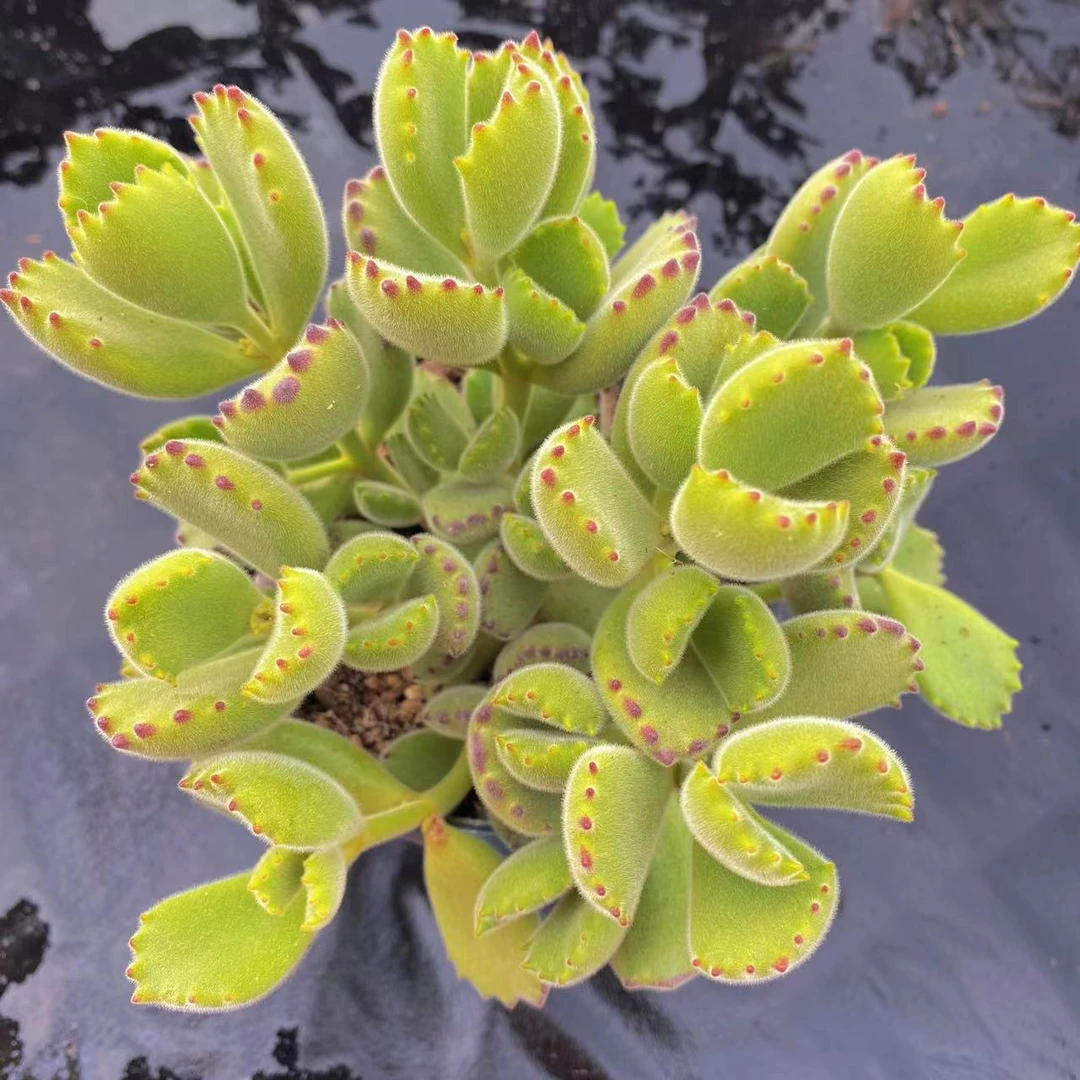 云漫多肉 熊童子(绿熊)12cm 多肉植物