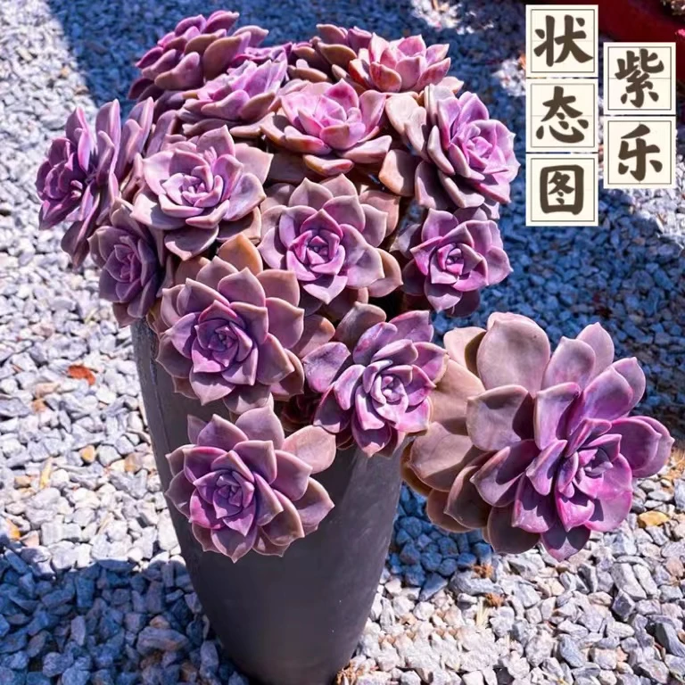 云漫多肉  地栽紫乐25-30cm 公园（晾根3-5天发货）