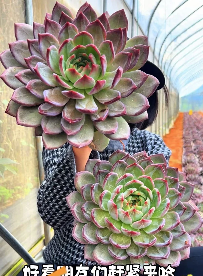 云漫多肉  精品韩货黑武士单头带崽  多肉植物）