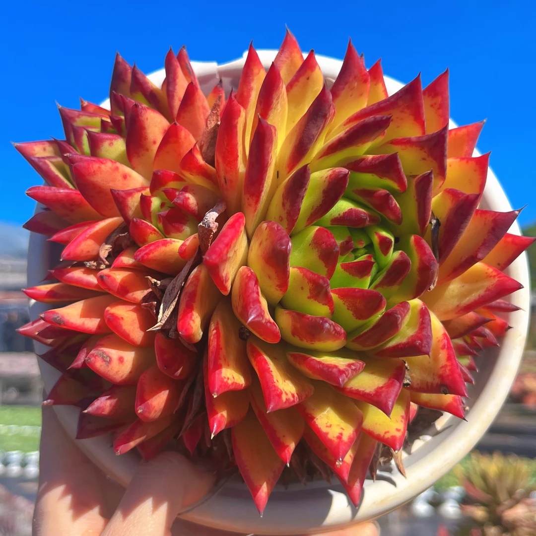 云漫多肉 口红群生 多肉植物 新手好养(邻居专场)