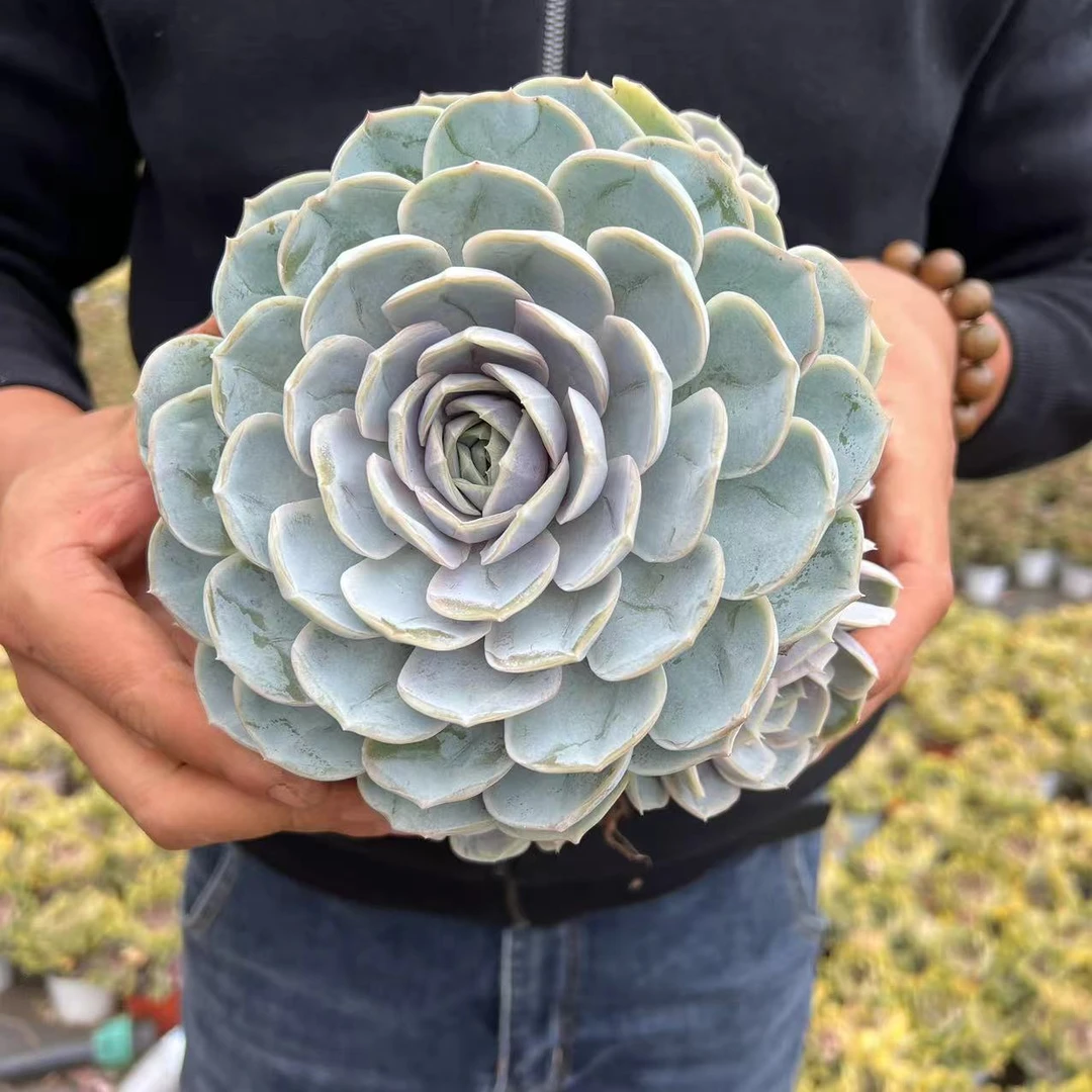 云漫多肉蓝色惊喜单头养眼好养护