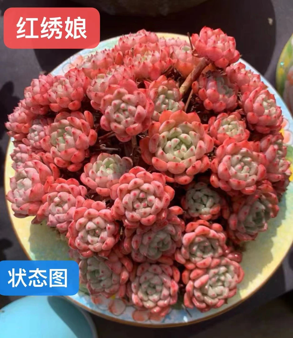 云漫多肉红绣娘8-12cm带土球（晾根3-5天发货）