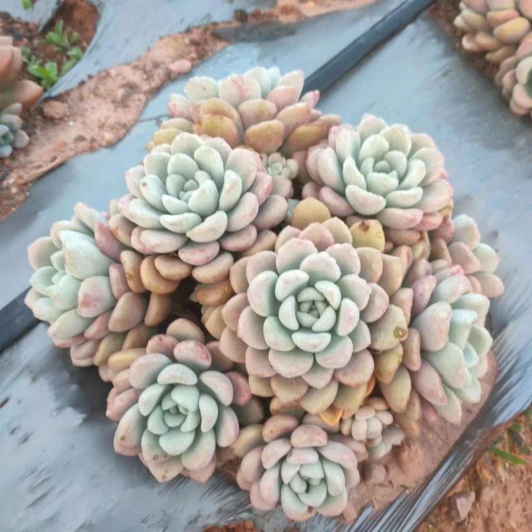 云漫多肉  地栽花斑鹿  多肉植物 新手好养 好养活