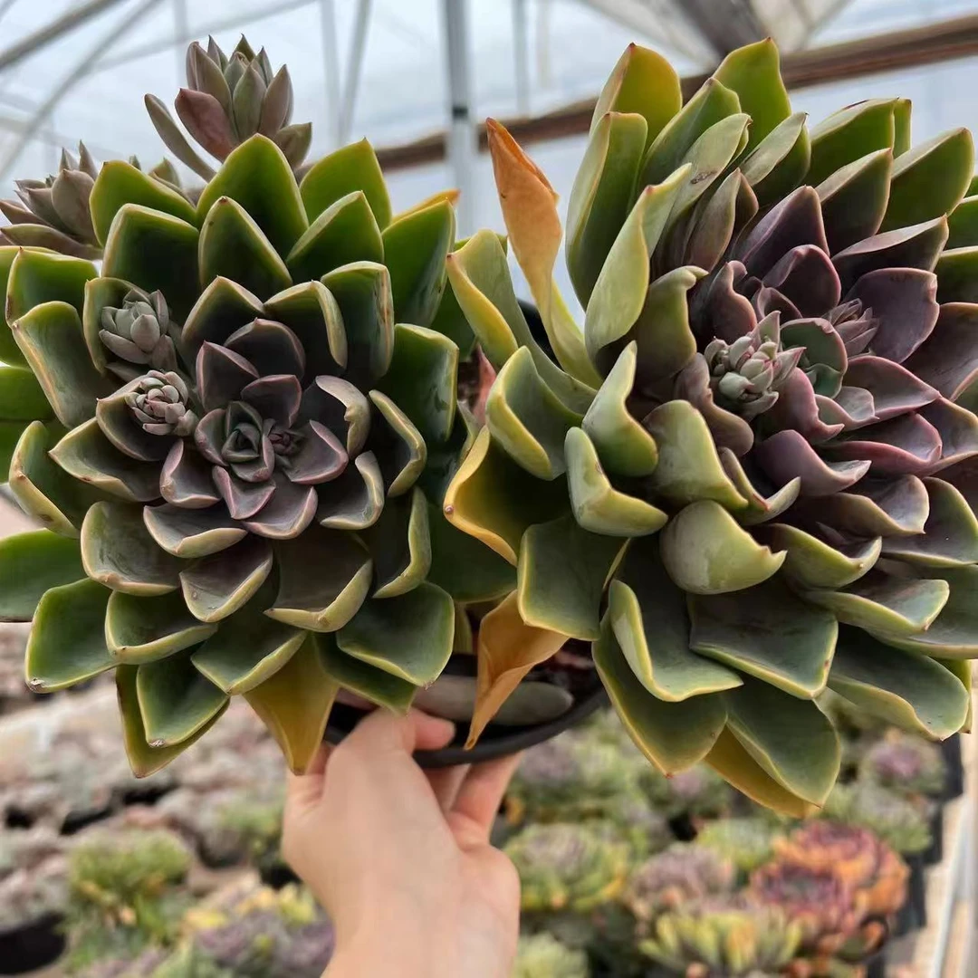 云漫多肉  琼斯单头或带仔   多肉植物 新手好养 阳台党必备