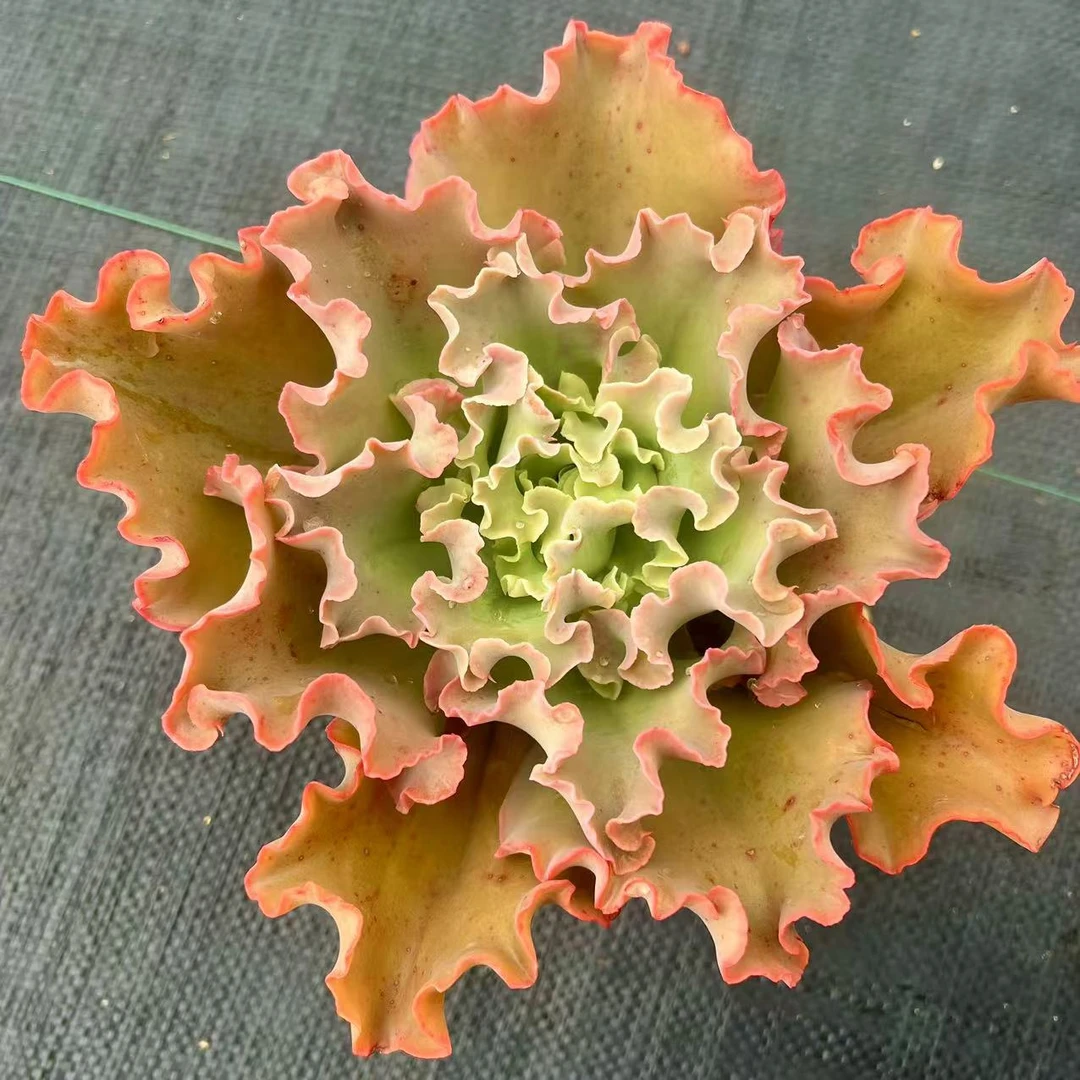 云漫多肉 高沙之翁包菜单头  多肉植物 新手推荐  惊选多肉