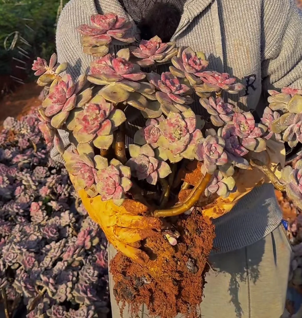 云漫多肉  精品紫乐  多肉植物 精选多肉
