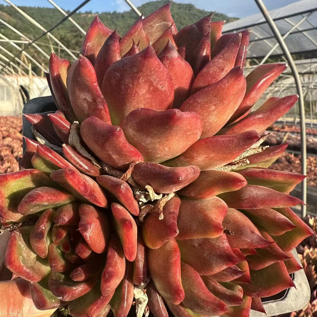 云漫多肉 弗兰克2-3头14cm盆 多肉植物 新手推荐