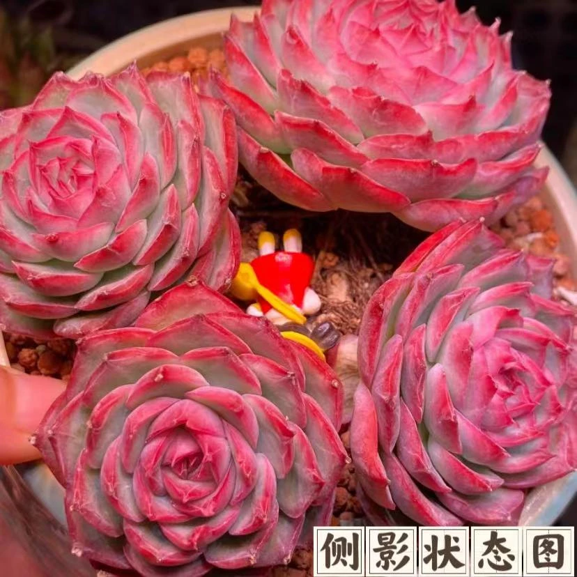 云漫多肉 地栽侧影 15-18cm 葡萄架 新手好养