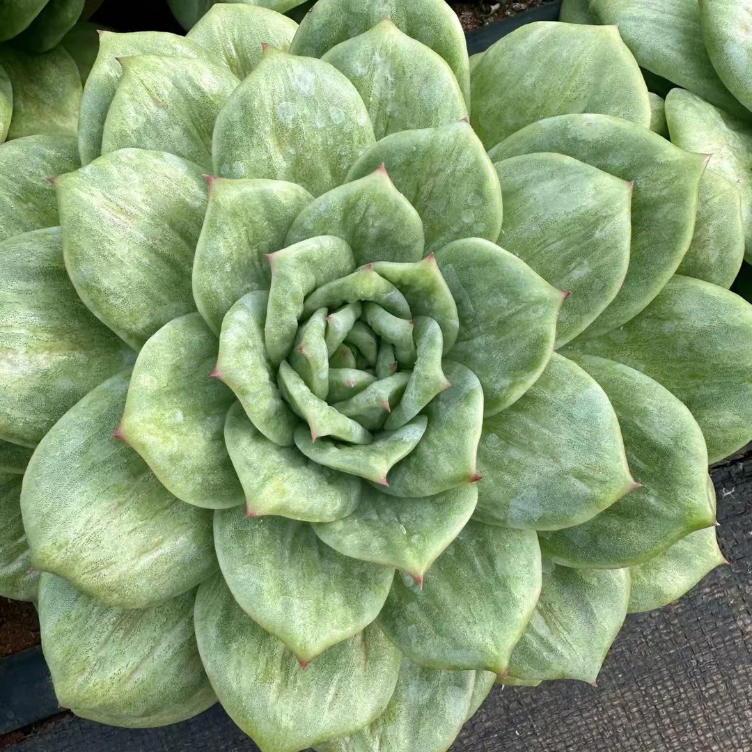 云漫多肉  圆叶玫瑰蔷薇锦   周正大单头（邻居专场）