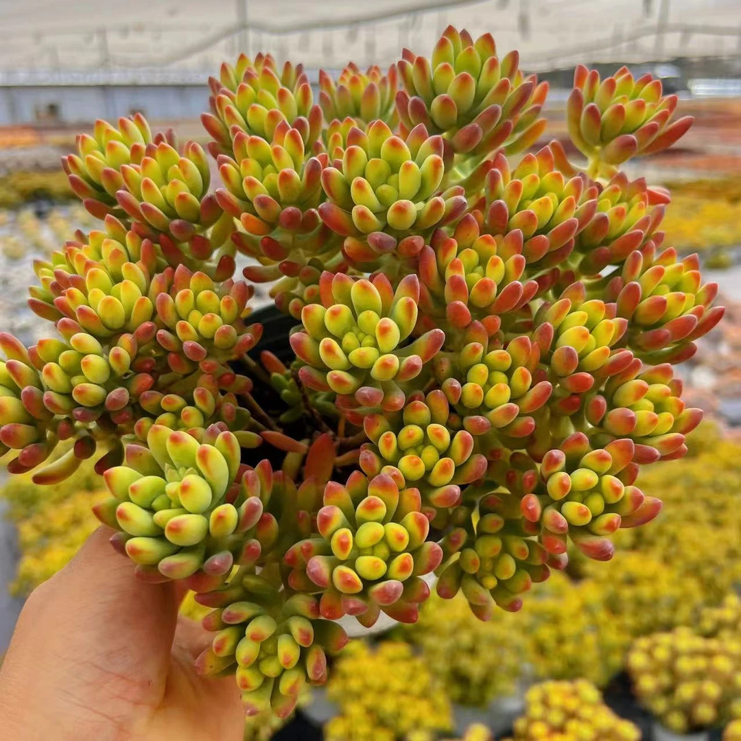 云漫多肉  春萌整群生16-18cm  （晾根5-7天发货）