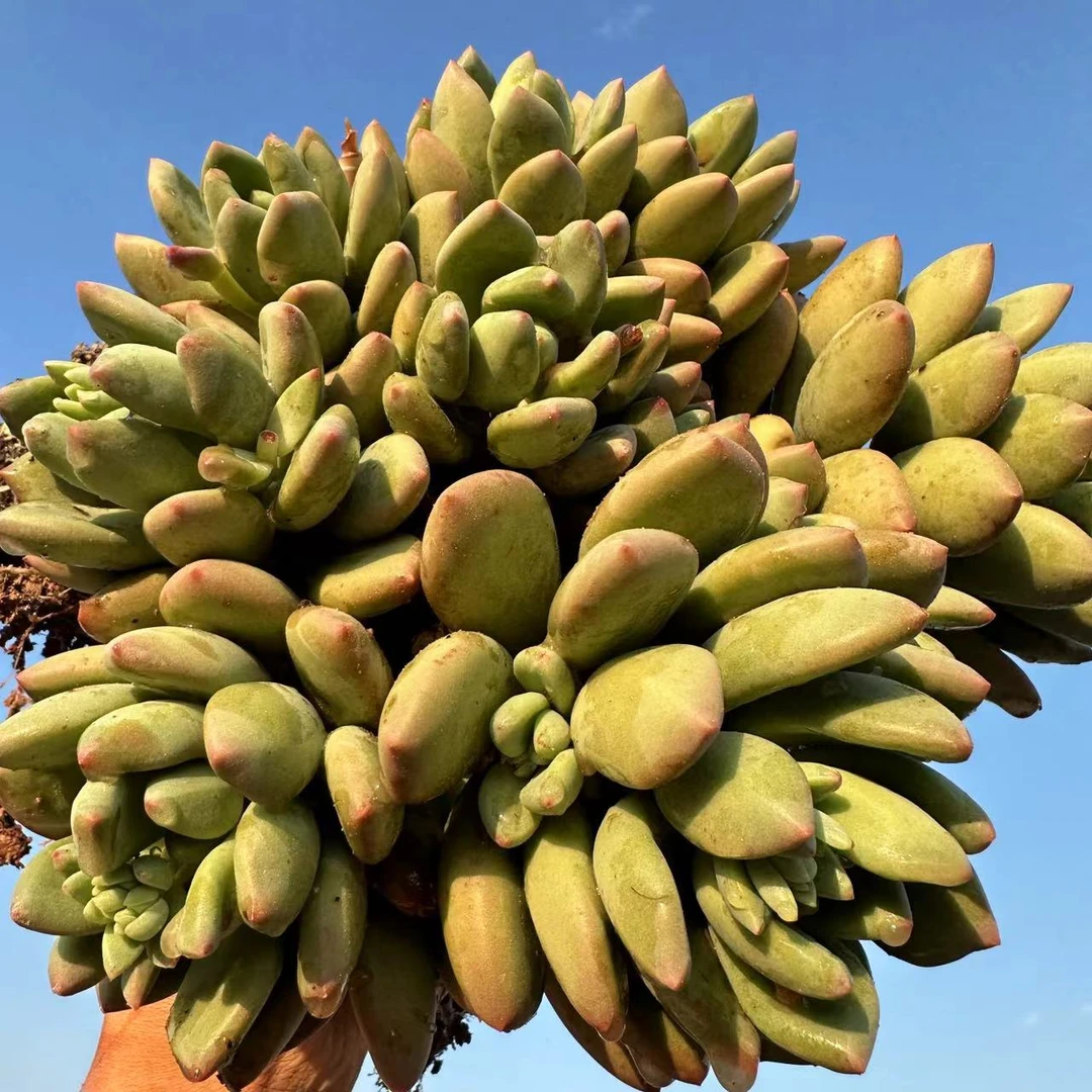 云漫多肉  地栽老桩青星美人 好养活容易生根