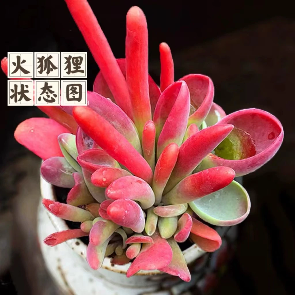 云漫多肉 地栽火狐狸 基地 (晾根3-5天发货)