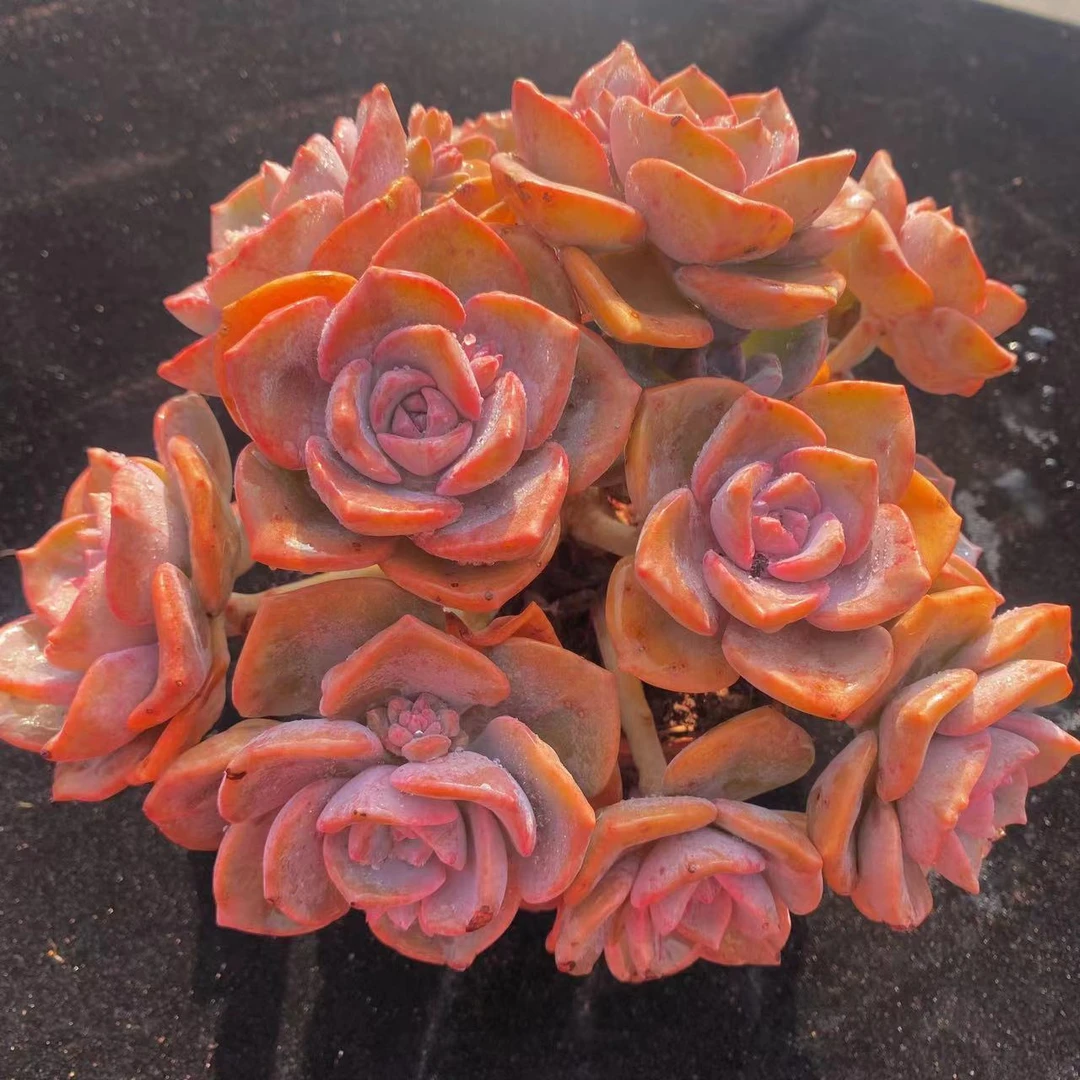 云漫多肉 盆栽彩虹糖群 多肉植物新手好养 易爆崽温差大易出状态