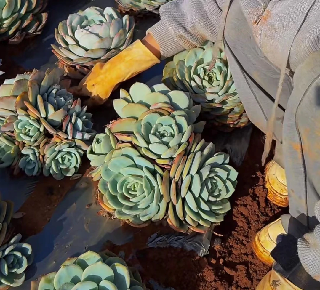 云漫多肉地栽凤橙多肉植物新手好养葡萄架