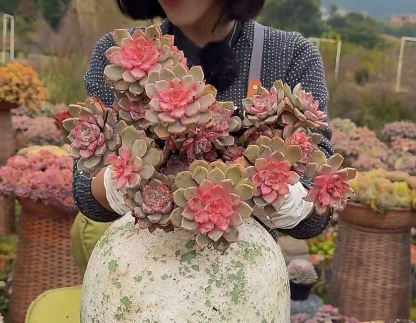 云漫多肉  红粉佳人   新手好养  多晒太阳出状态