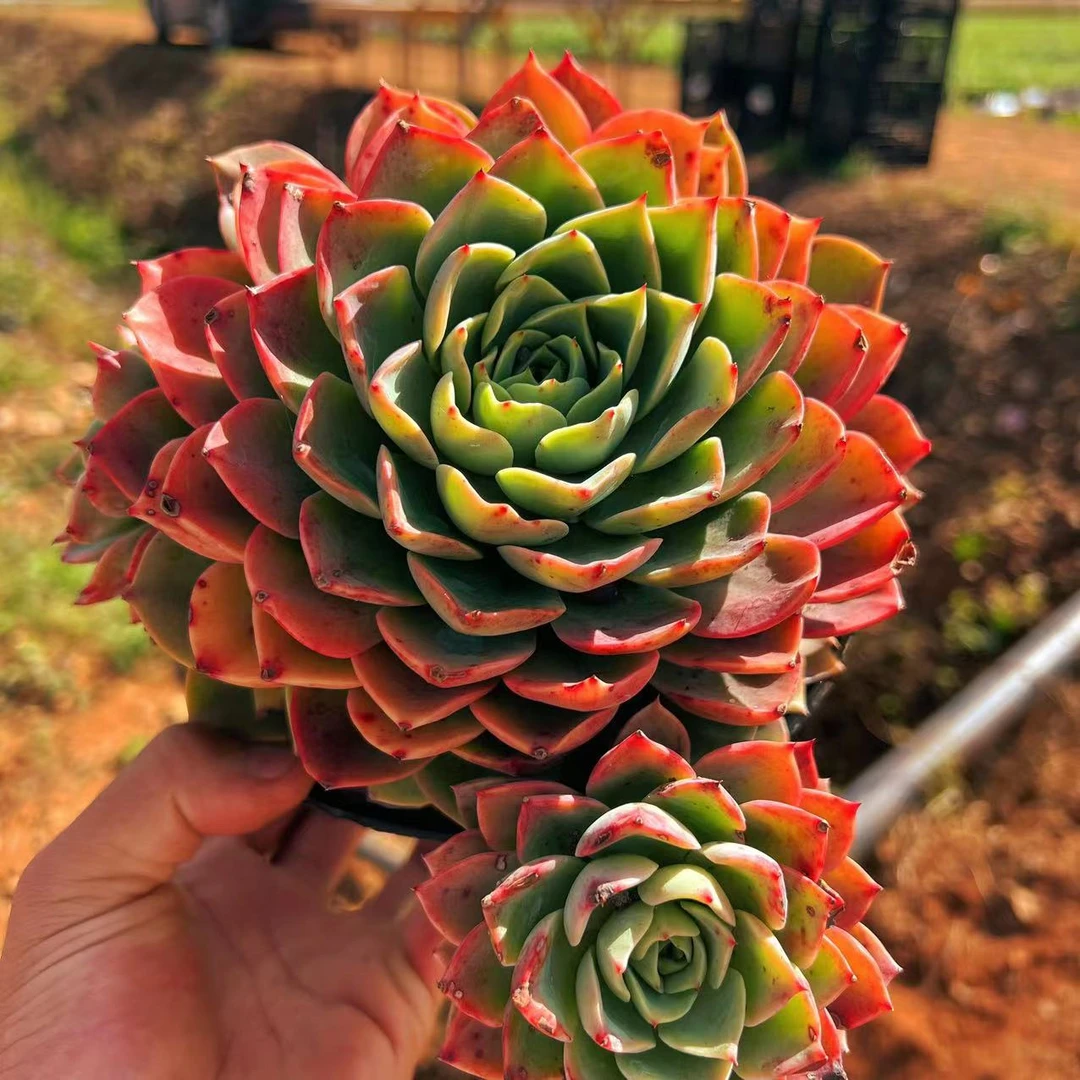 云漫多肉  LL地栽贝拉多娜22-25cm    （晾根3-5天发货）