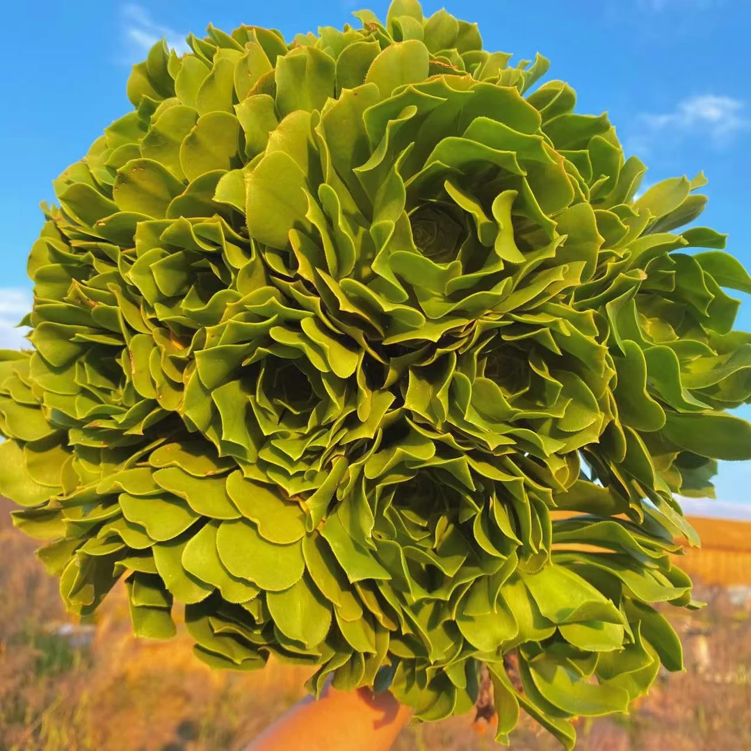 云漫多肉  地栽绿羊绒法师 多肉植物 新手好养