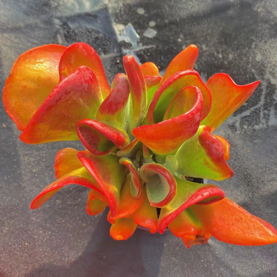 云漫多肉 火狐狸  多肉植物  主播推荐庭院养护红色