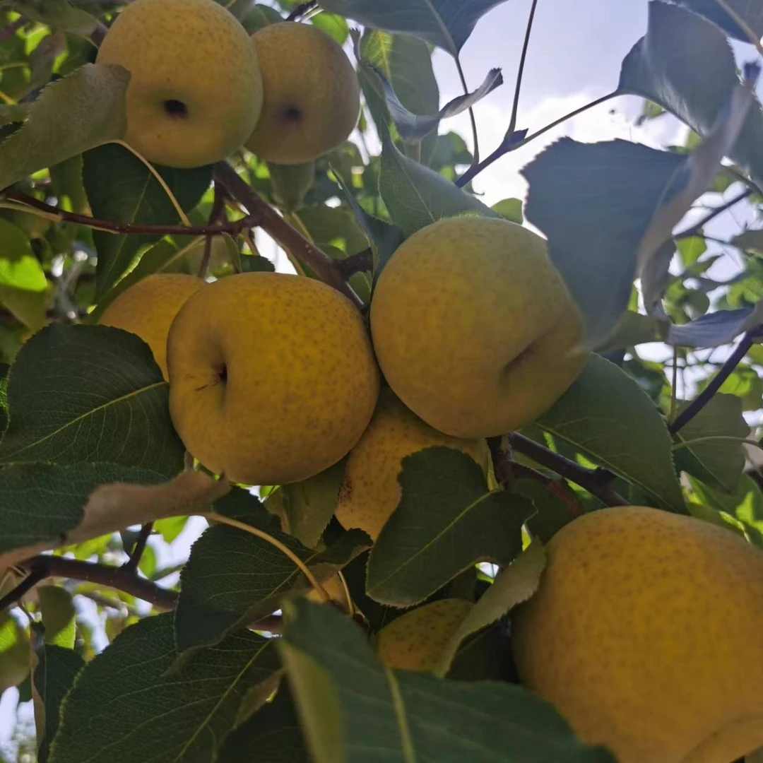 民和县农合隆治乡高原软儿梨