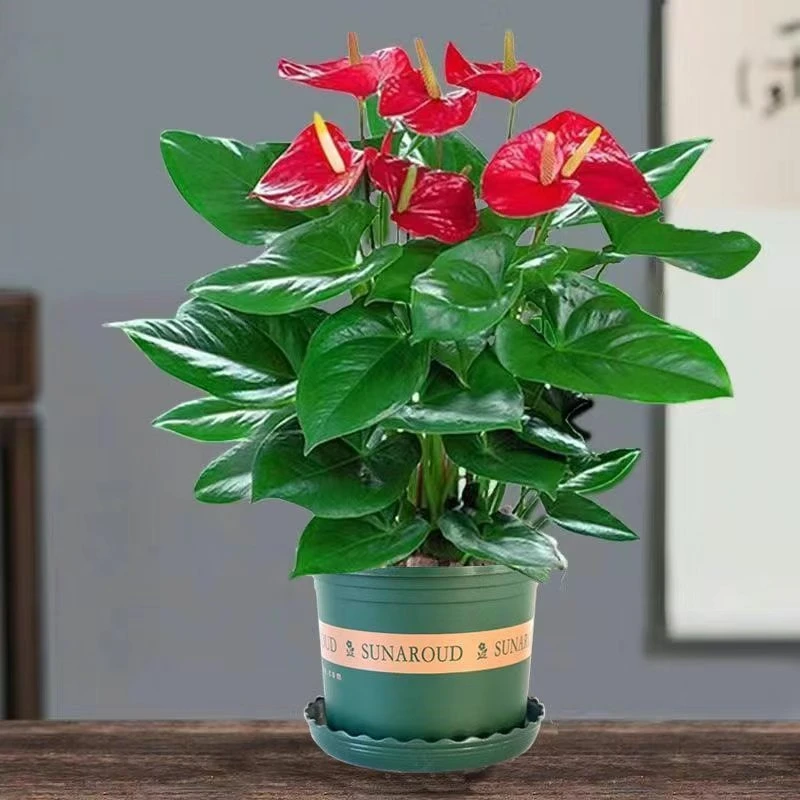 红掌白掌盆栽带花一帆风顺花卉植物室内绿植水培鸿运当头四季好养