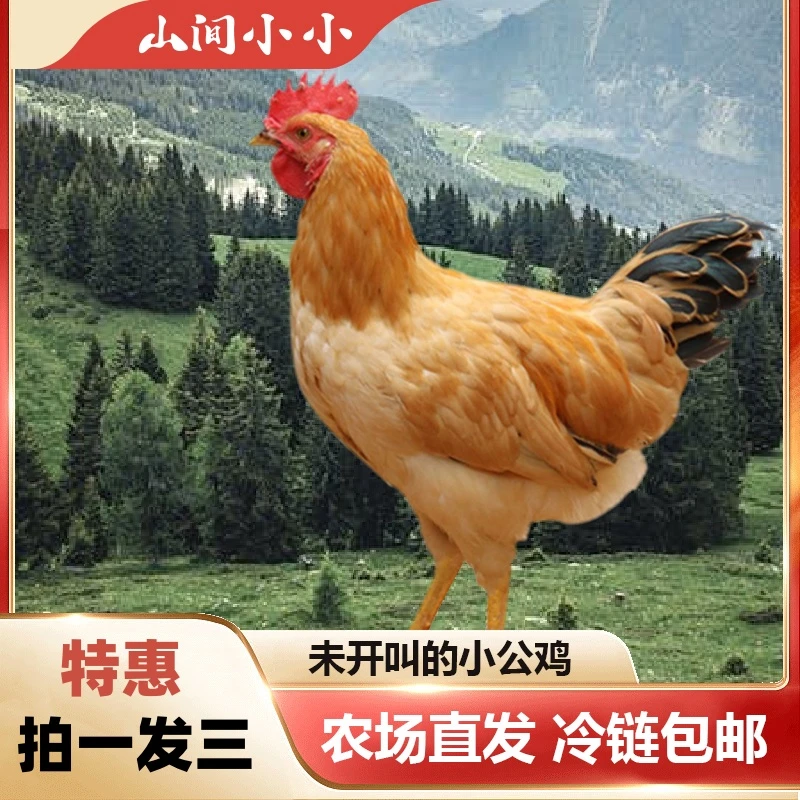 【童子鸡3只】放养童子鸡小公鸡毛重6斤净重4-5斤JD顺丰破损包赔