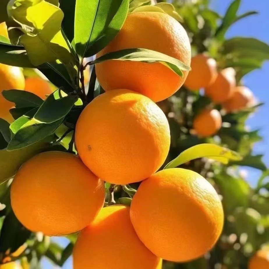 嘿浩恰赣南信丰脐橙原产地顺丰发货嘿浩恰脐橙