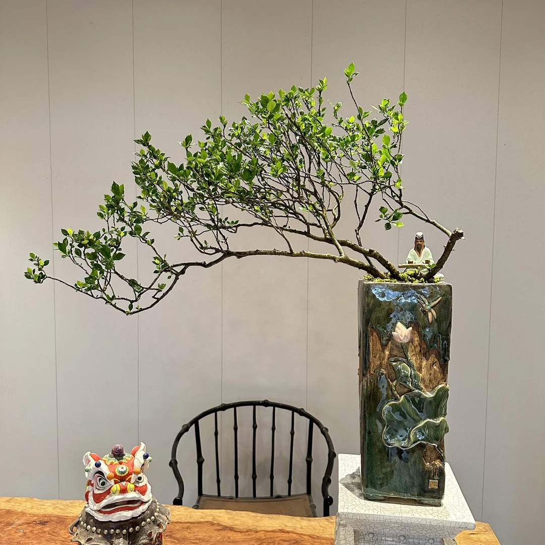 [阿斌花卉]海岛老桩栀子花精品盆景茶室空间艺术盆景