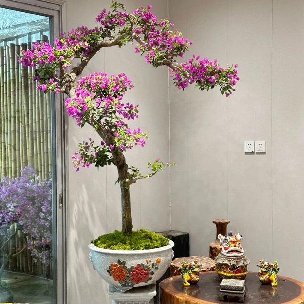 【阿斌花卉】文人小叶紫年功老桩盆景