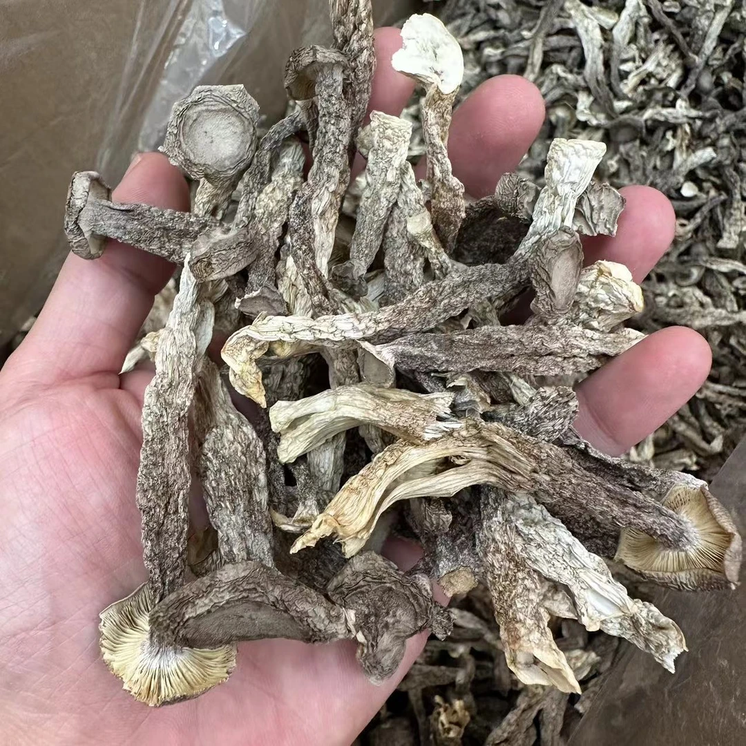 鹿茸菇 脆脆菇 500克