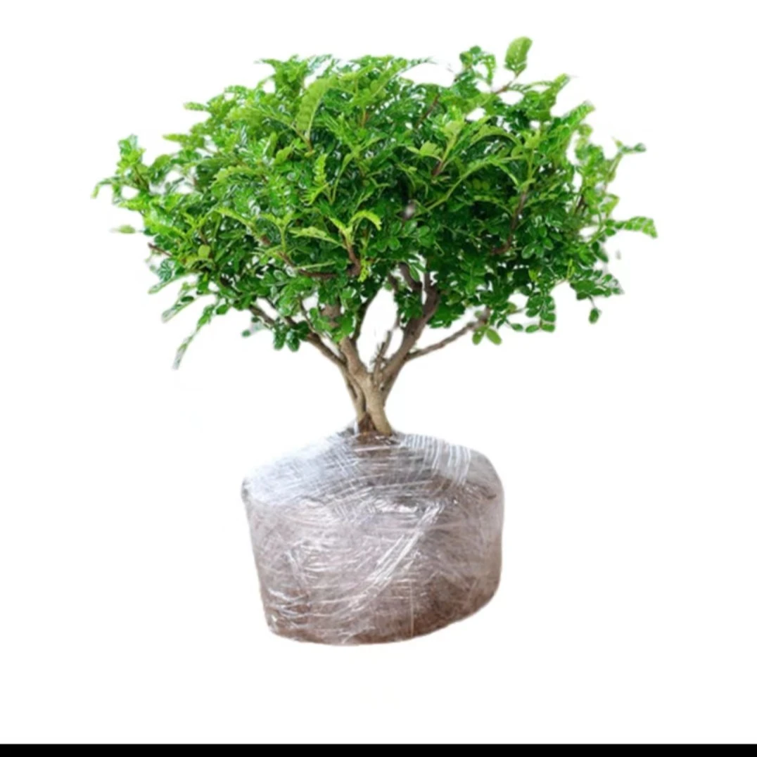 金弹子盆景素材1