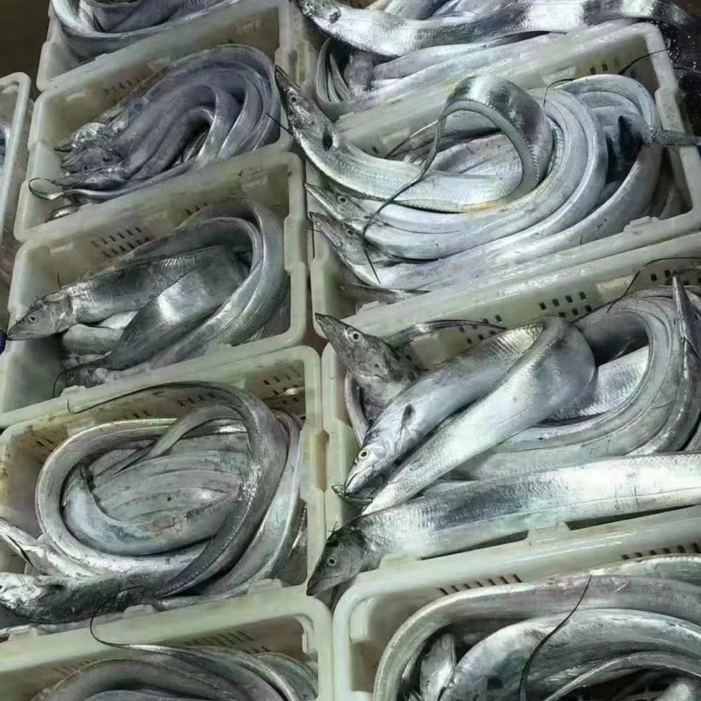 第七汛老鹰带上来了 吕四大洋港发货