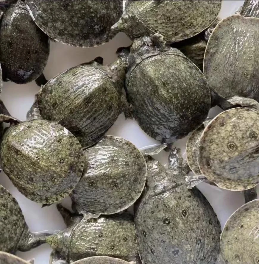 2024年甲鱼苗10-20克江西精品中华鳖生态甲鱼批发