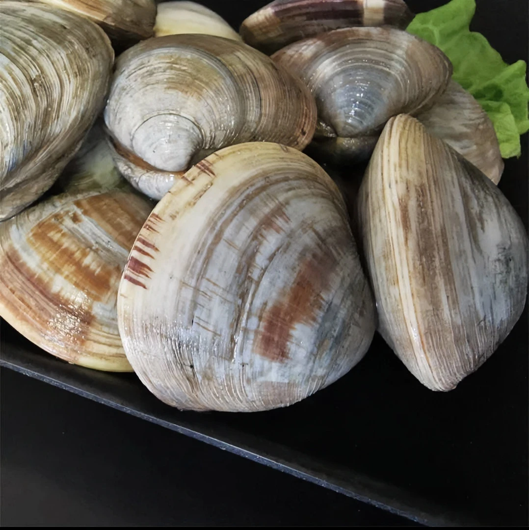 青岛鲜活干净无沙食用肉质鲜嫩大蛤蜊美贝5斤新鲜顺丰冷链发货