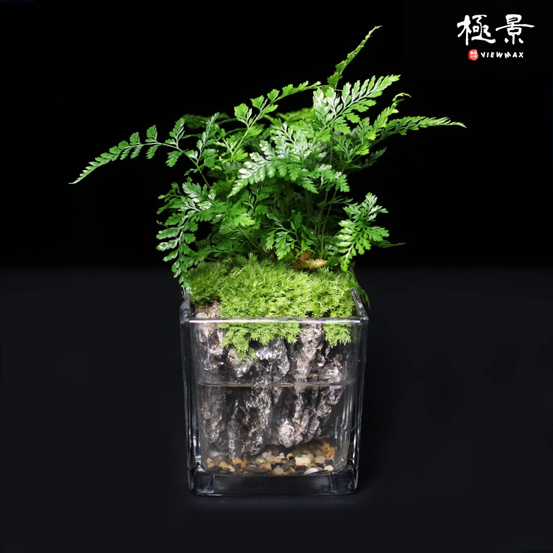 狼尾蕨@~苔藓青龙石绿植盆栽室内半水培植物造景懒人【方缸8*8cm】