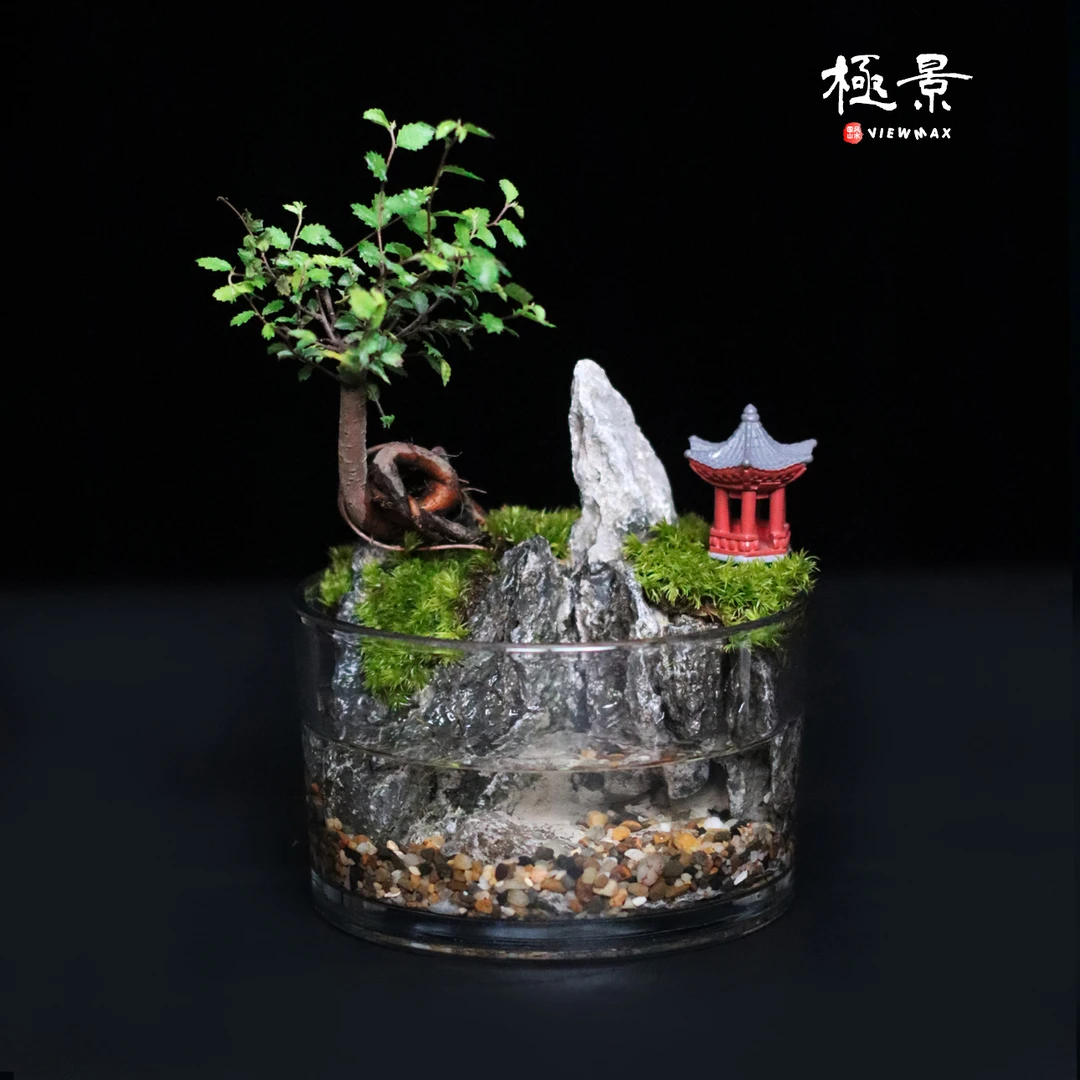 【新品山水缸】年年有榆提根榆树古韵绿植盆栽【直径15高8cm】
