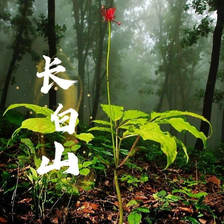 1（套装）小参娘林下参老丈人推荐泡酒参王直播链接