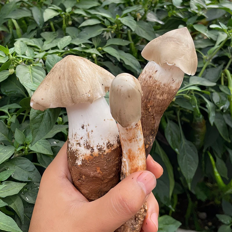 现货四川新鲜鸡枞菌开伞菇朵斗鸡菇伞把菇自然食用菌500g一斤装