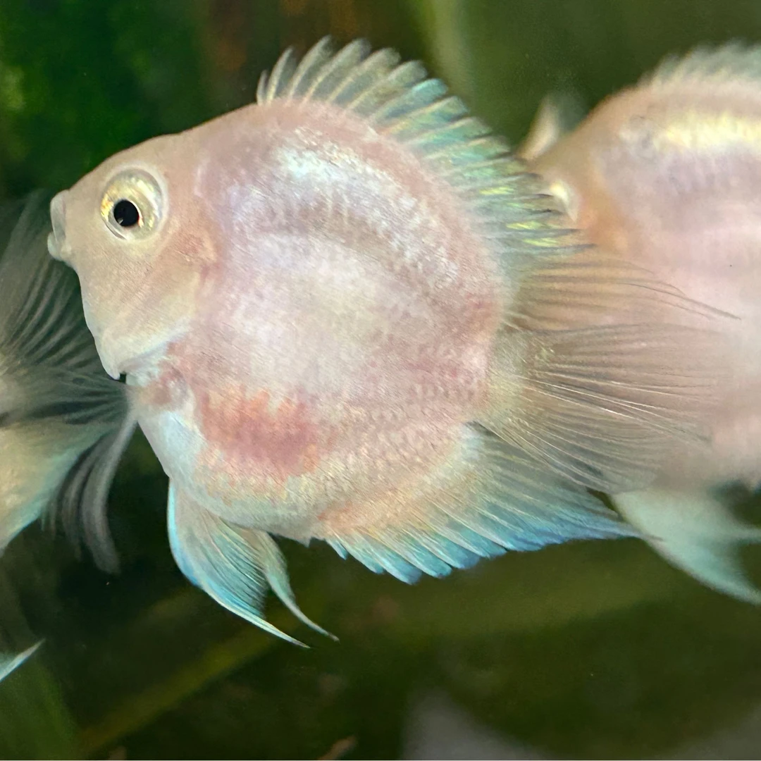 宝蓝298迷你鹦鹉鱼热带观赏鱼白金宝蓝鹦鹉鱼小型鱼淡水