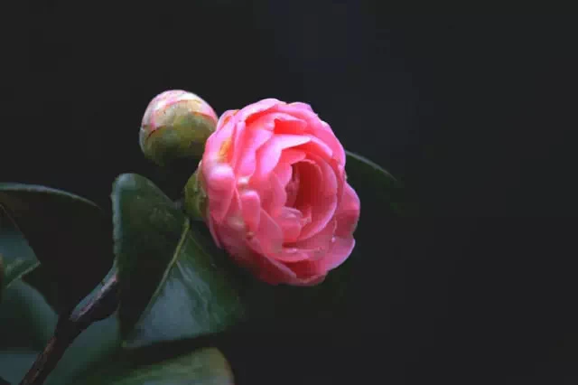 云南精品茶花种植直播间链接（一物一拍自行拍下无效）鲜花基地直发