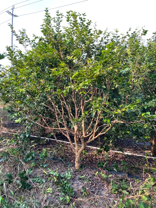 四季红妃直播一物一拍链接