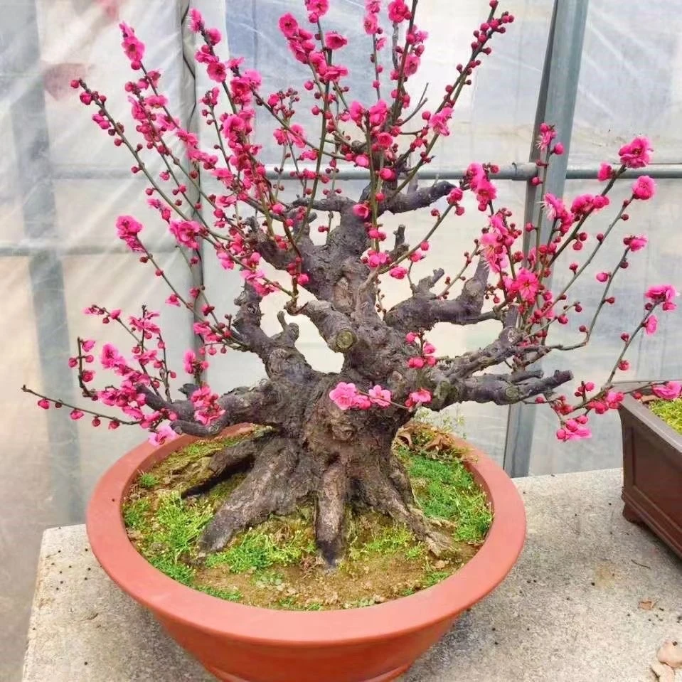 梅花老庄盆景造型耐寒耐热南北方均可种植好养易活