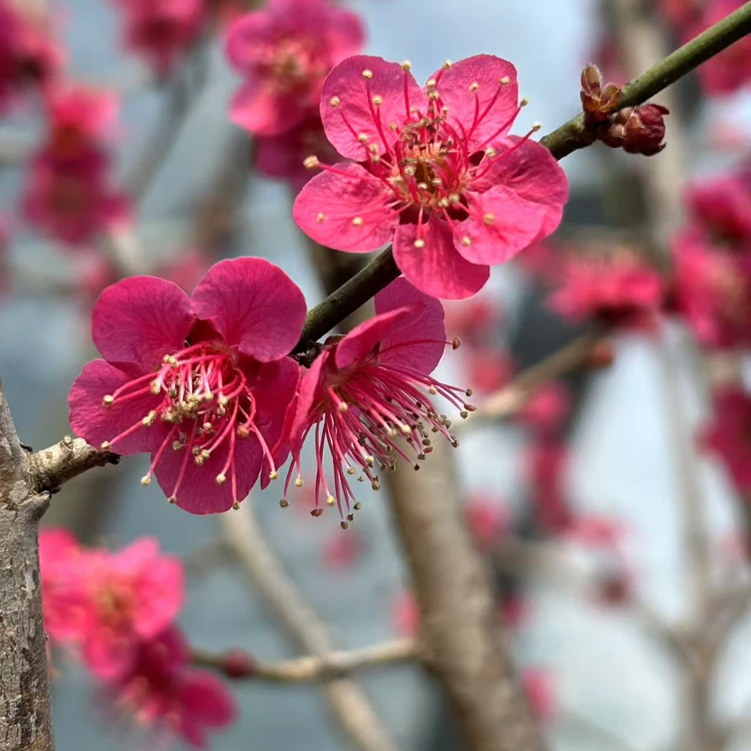 梅花盆景红梅海棠木瓜绿梅一物一拍阳台庭院花卉梅花盆栽绿植盆栽