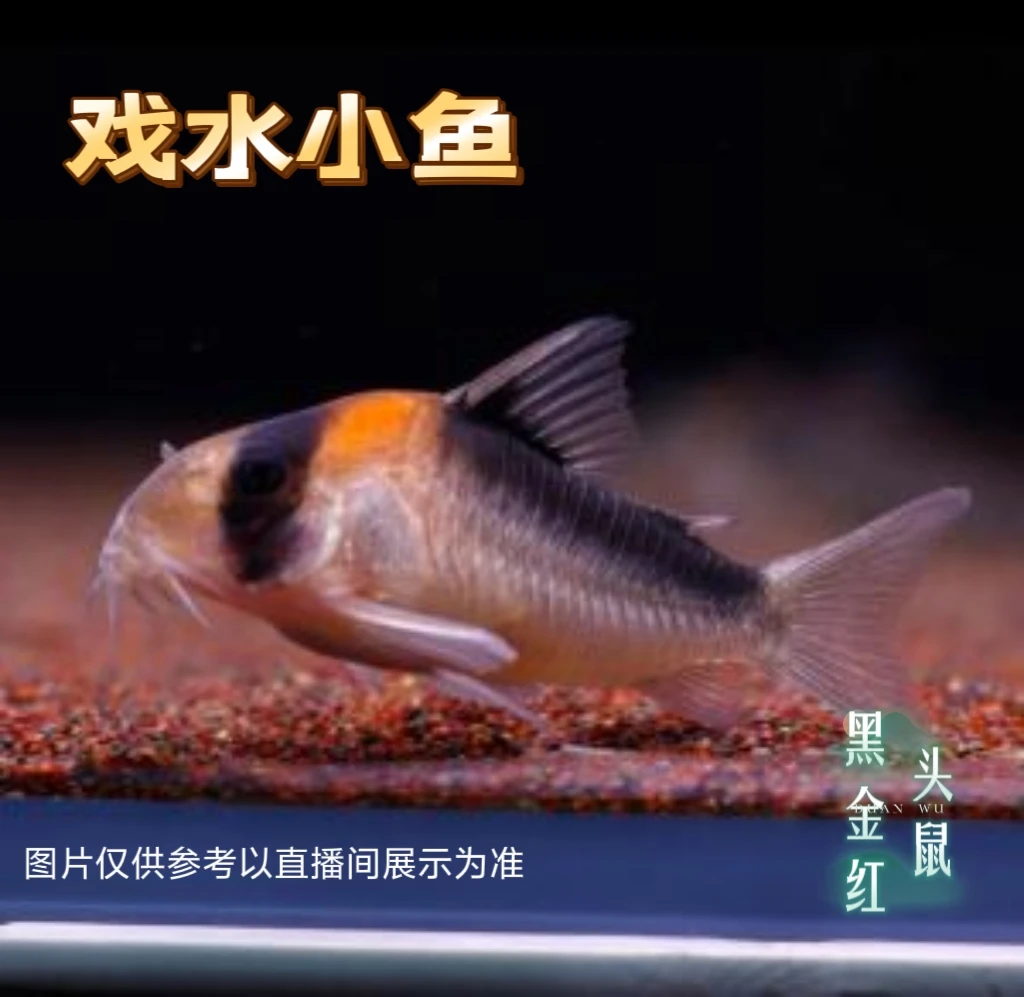 黑金红头鼠 工具鱼 活体发货 戏水小鱼