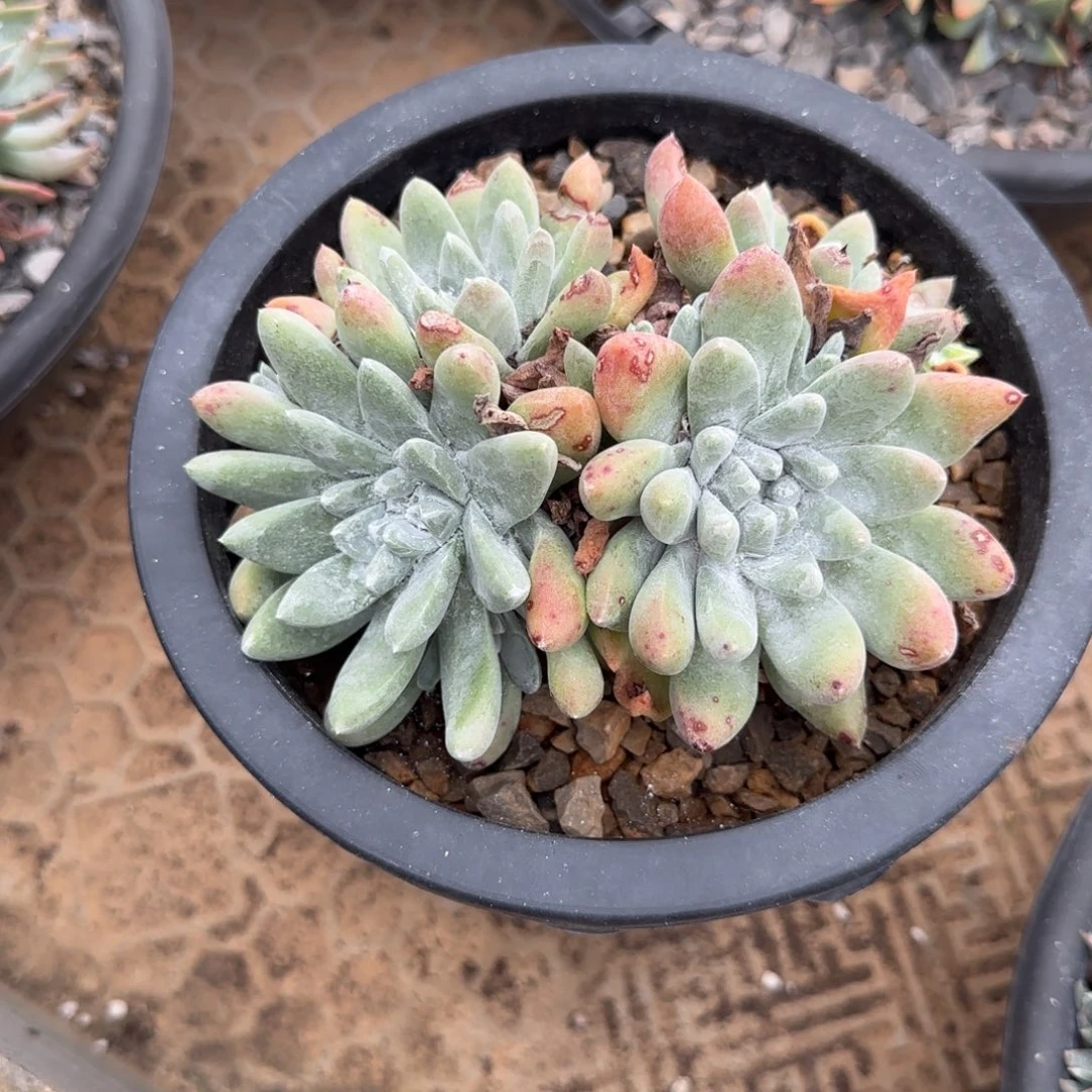 胡*慧胡姐法姆092412