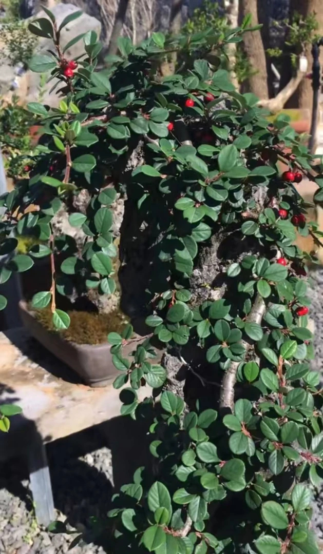 附石珍珠荀子苗 珍珠荀子苗（冬天不掉叶 附石专用苗）