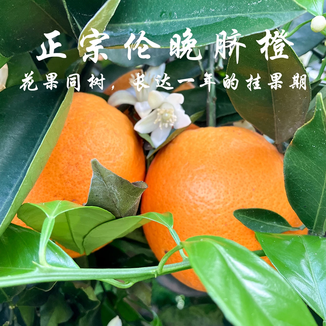 奉节脐橙伦晚晚熟T脐橙甜橙5斤小果香甜细腻新鲜
